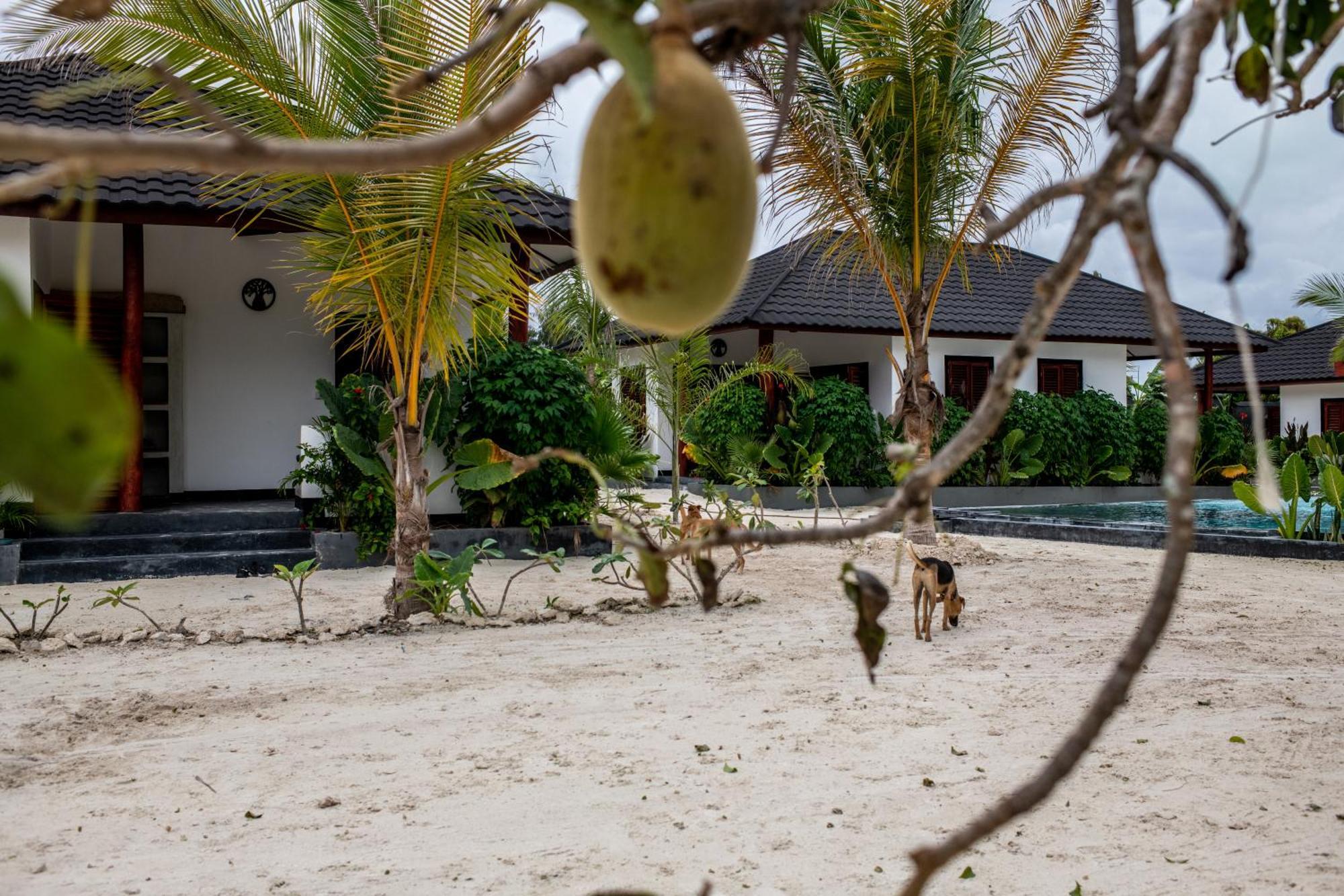 Baobab Bungalows Jambiani  Extérieur photo